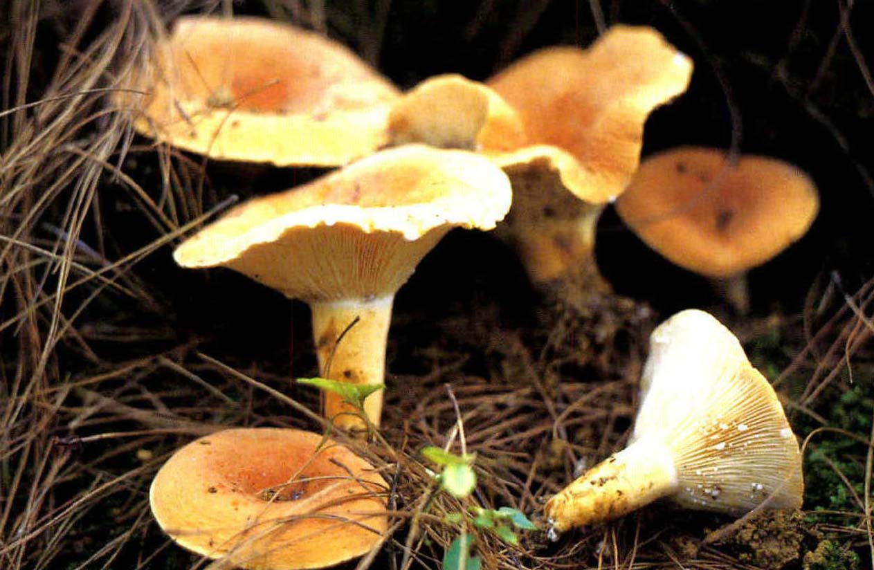 Lactarius porninsis Rolland